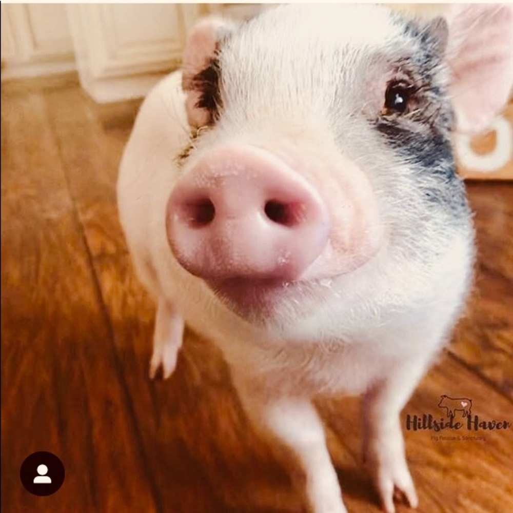 🐕🐻Help Rescue Animals🐬🐖🐑 #STOPAnimalCruelty💔 - Picture 6 of 17